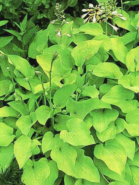 Hosta  'Birchwood Parky's Gold'