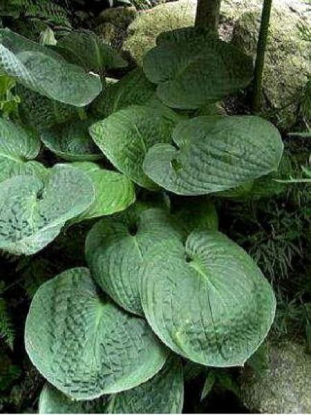 Hosta  'Black Hills'