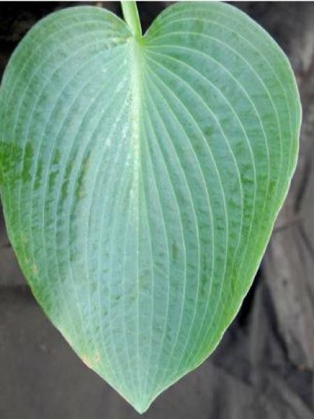 Hosta  'Blue Seer'