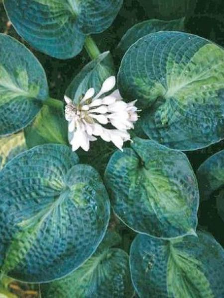 Hosta  'Blue Shadows'