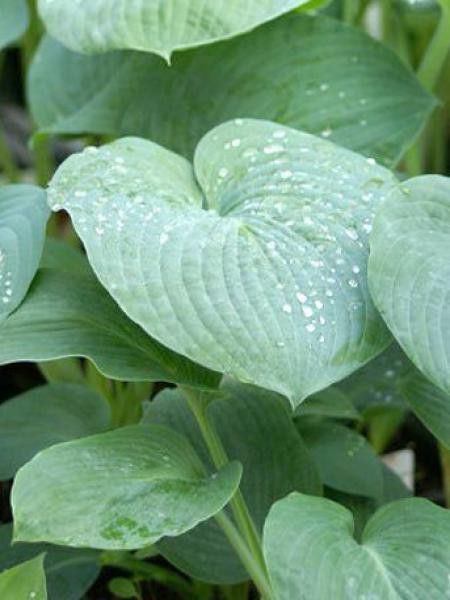 Hosta  'Bressingham Blue'