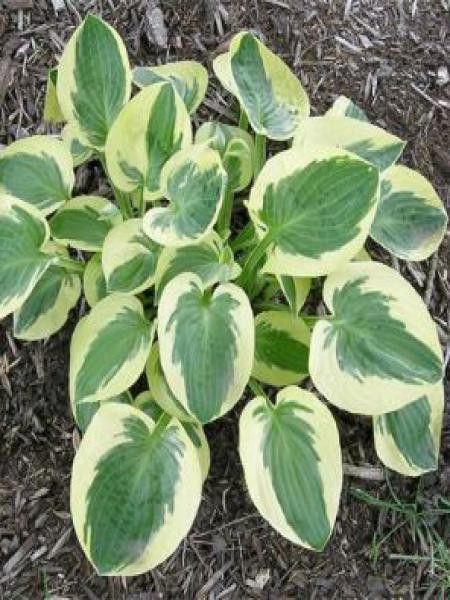 Hosta  'Brim Cup'