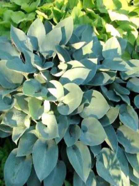 Hosta  'Canadian Blue'