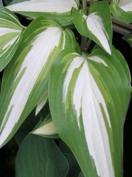 Hosta  'Cascades'