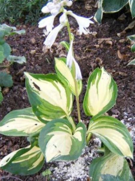 Hosta  'Center Of Attention'