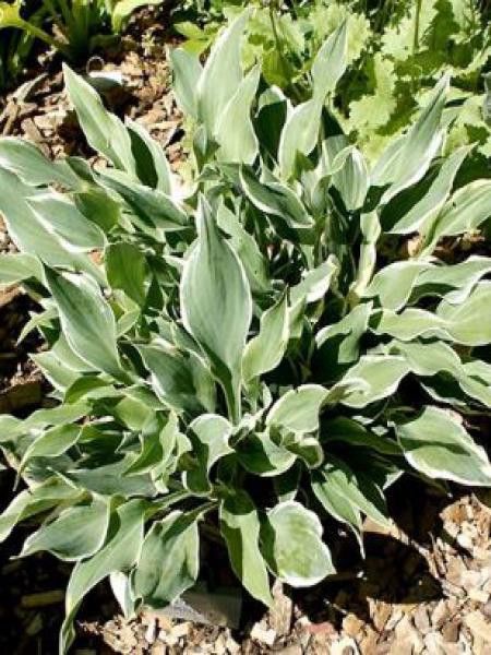 Hosta  'Chantilly Lace'