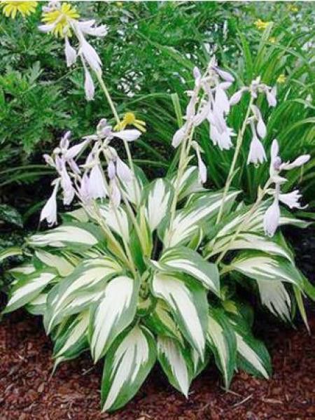 Hosta  'Christmas Candy'