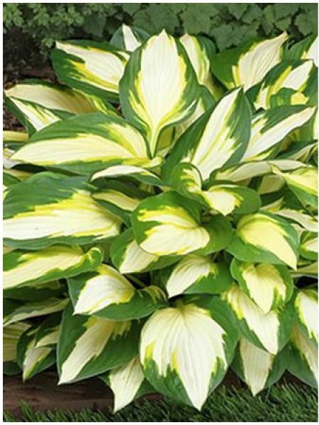 Hosta  'Color Festival'