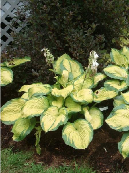 Hosta  'Color Glory'