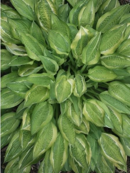 Hosta 'Hanky Panky'