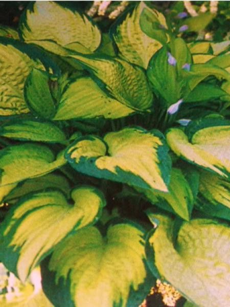 Hosta 'Orange Marmelade