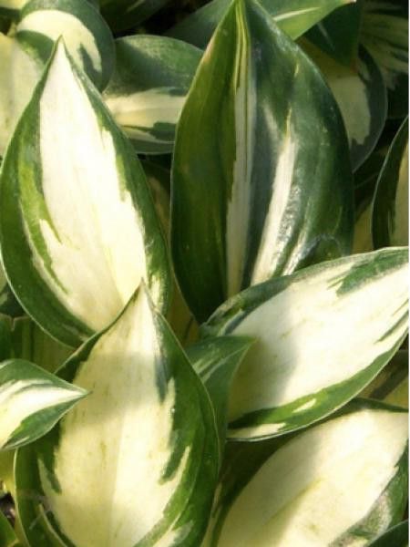 Hosta 'Pathfinder''