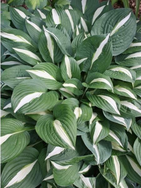 Hosta 'Risky Business'