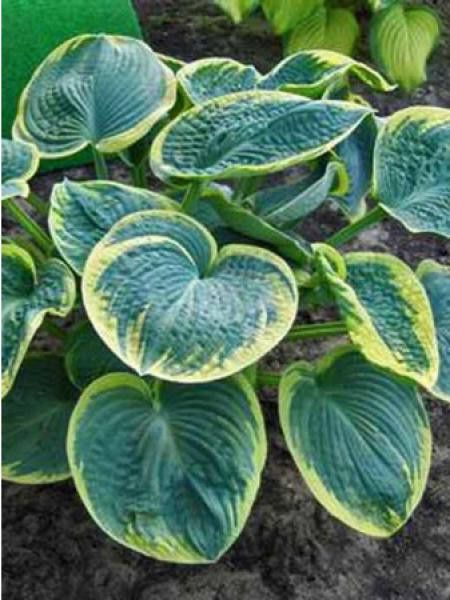 Hosta 'Sugar Daddy'