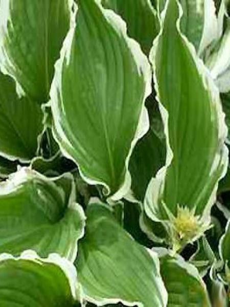Hosta crispula 'Variegata'