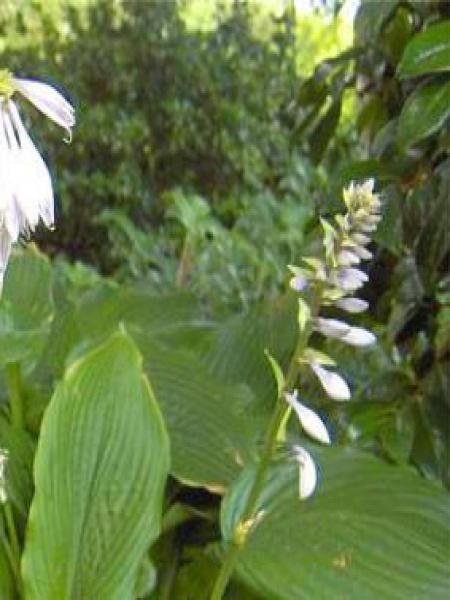 Hosta crispula 