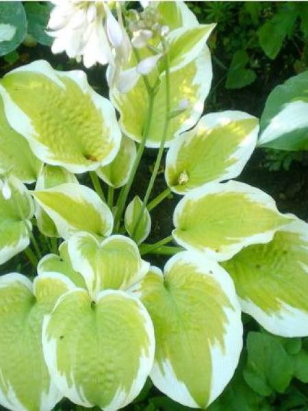 Hosta  'Delta Dawn'