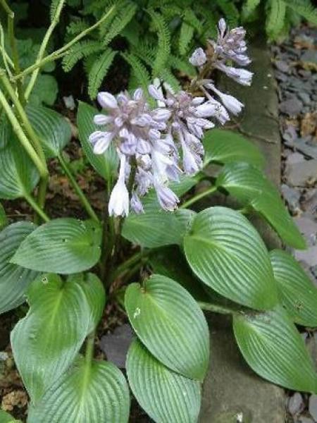 Hosta  'Devon Green'