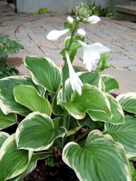 Hosta  'Diana Remembered'
