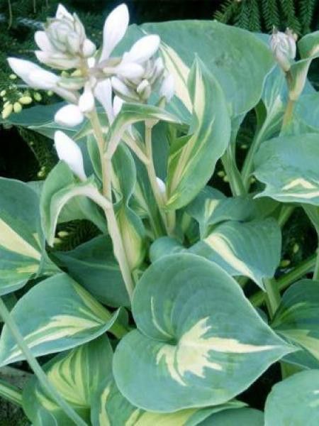 Hosta  'Dream Queen'