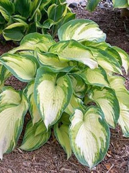 Hosta  'Eskimo Pie'
