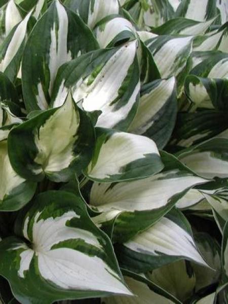 Hosta  'Fire And Ice'