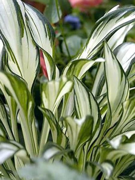 Hosta  'Fireworks'