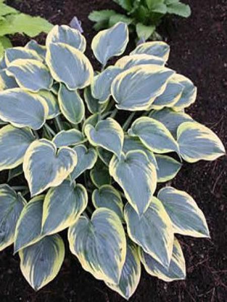 Hosta  'First Frost'