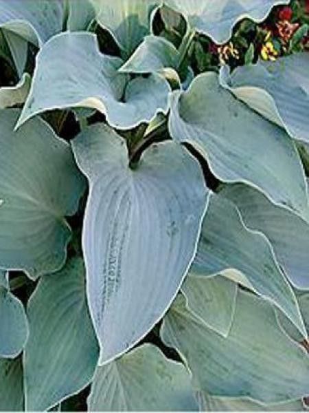 Hosta  'Flemish sky'