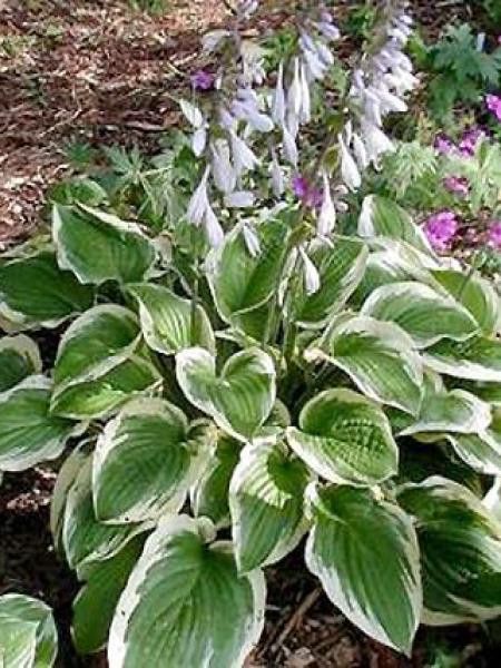 Hosta  'Formal Attire'