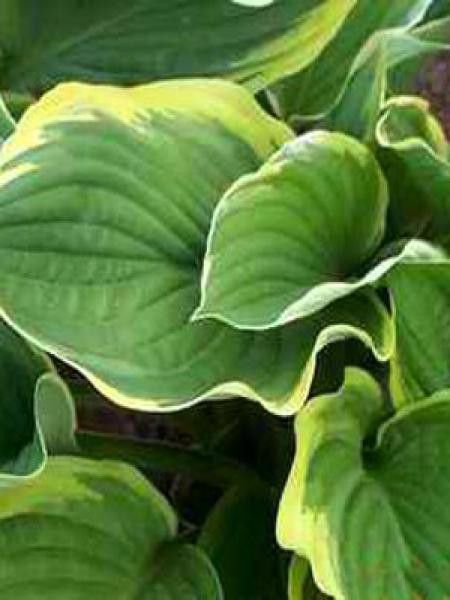 Hosta fortunei 'Aureomarginata'
