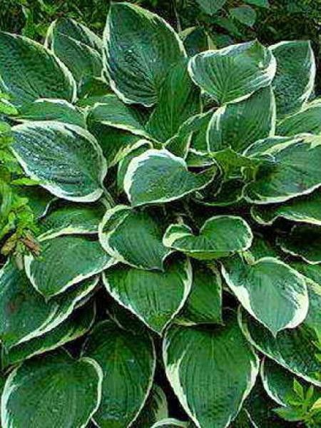Hosta fortunei 'Carol'