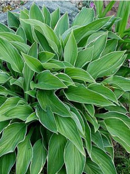 Hosta fortunei 'Fisher Cream Edge'
