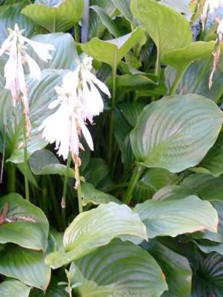 Hosta fortunei 'Hadspen White'