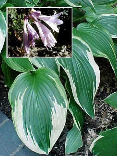 Hosta fortunei 'Hyacinthina'
