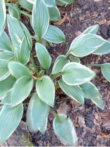 Hosta fortunei 'Joker'