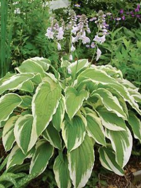 Hosta fortunei 'Moerheim'