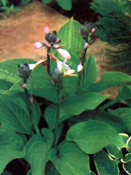 Hosta fortunei 'Obscura'