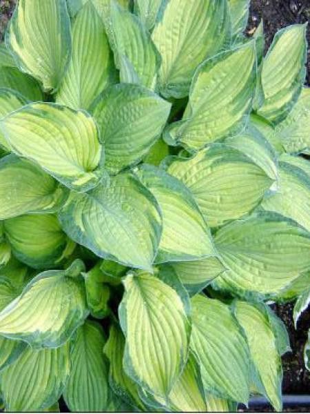Hosta fortunei 'Sharmon'