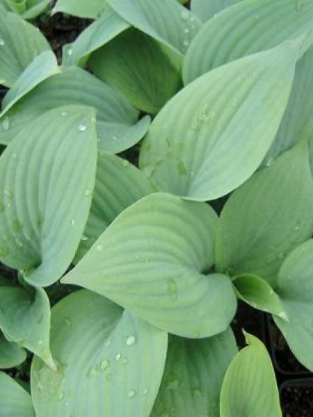 Hosta  'Fragrant Blue'