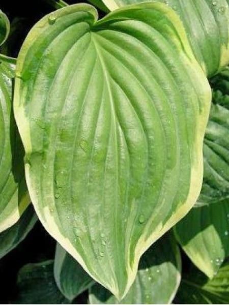 Hosta  'Fragrant Dream'