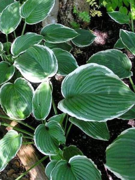 Hosta  'Frosted Jade'