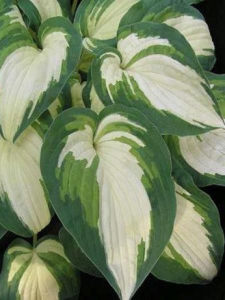 Hosta  'Ghostmaster'®