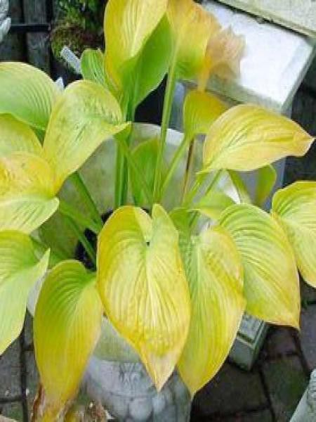 Hosta  'Gold Regal'