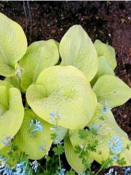 Hosta  'Golden Sunburst'