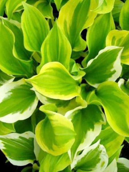 Hosta  'Grand Tiara'