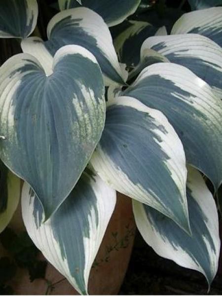 Hosta  'Great Escape'®