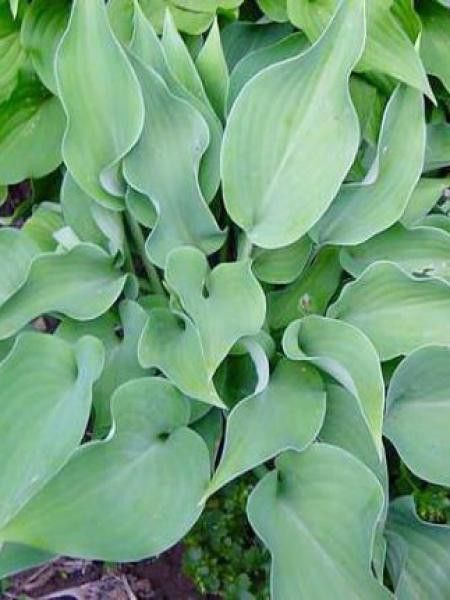 Hosta  'Grey Beauty'
