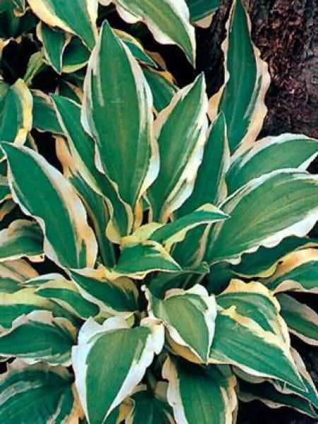 Hosta  'Ground Master'