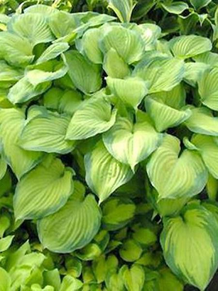 Hosta  'Guacamole'